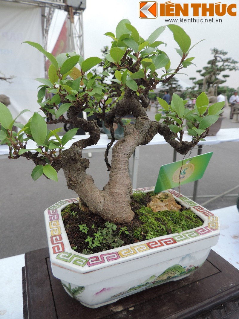 Da mat voi loat bonsai mini sieu dep o Ha Noi-Hinh-6